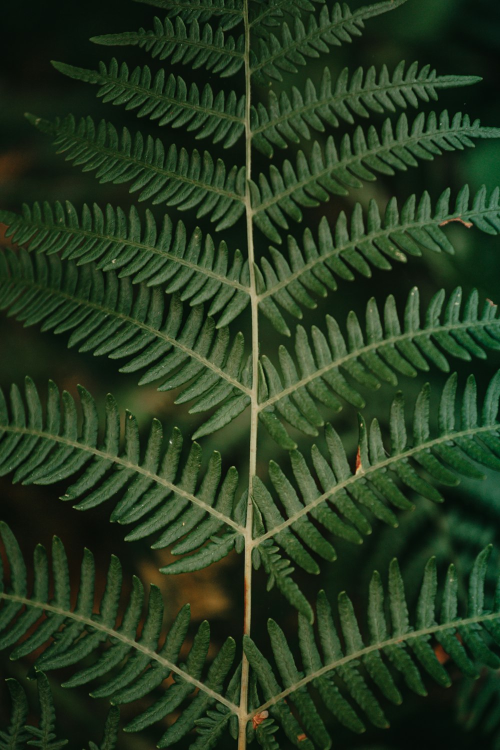 a close up of a green plant with lots of leaves