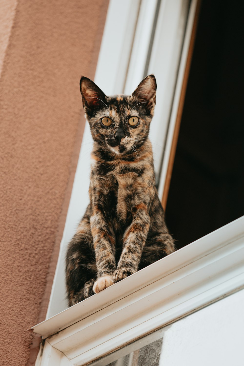 brown tabby cat on window