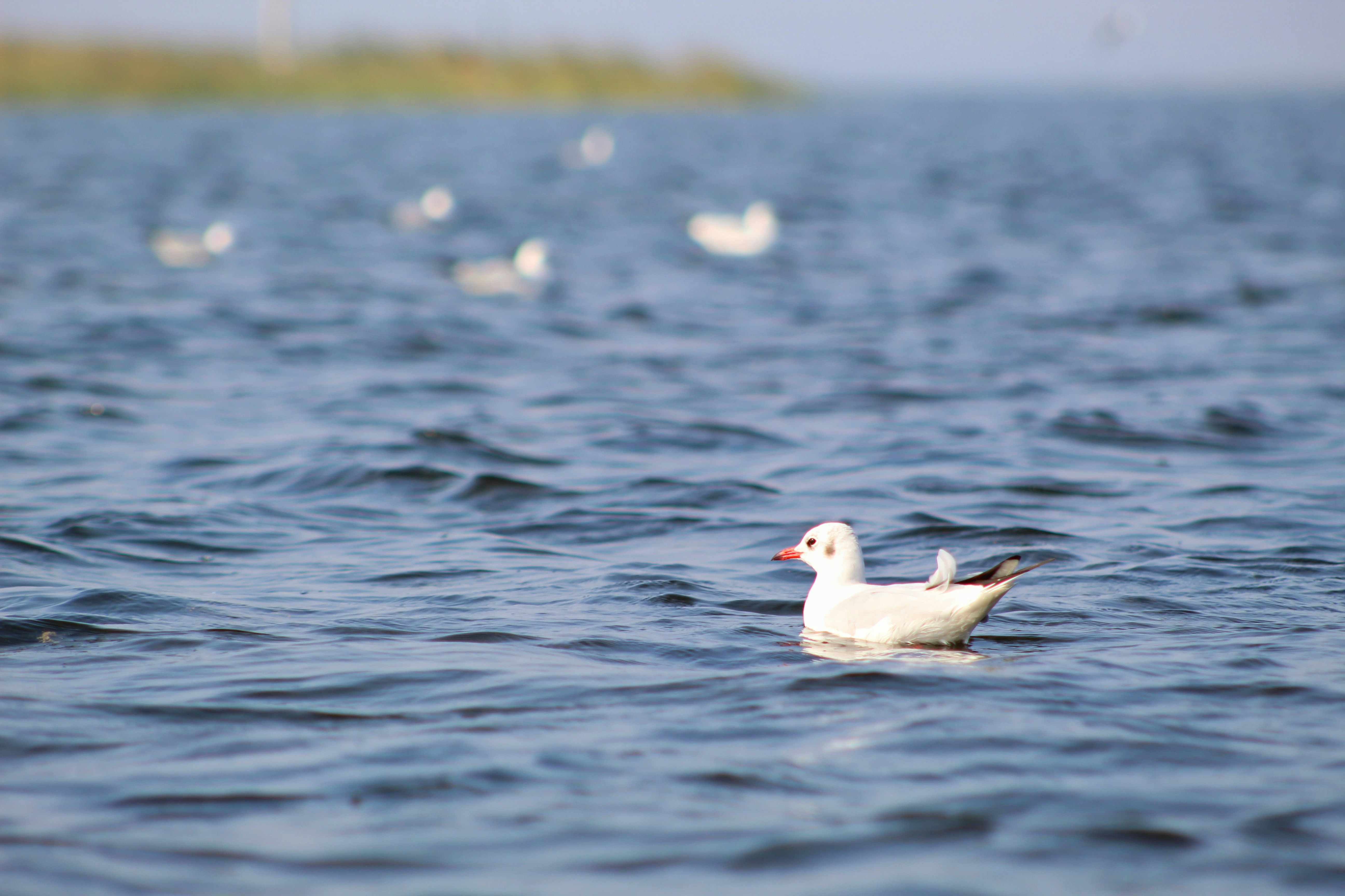 Photo by hell_figher01