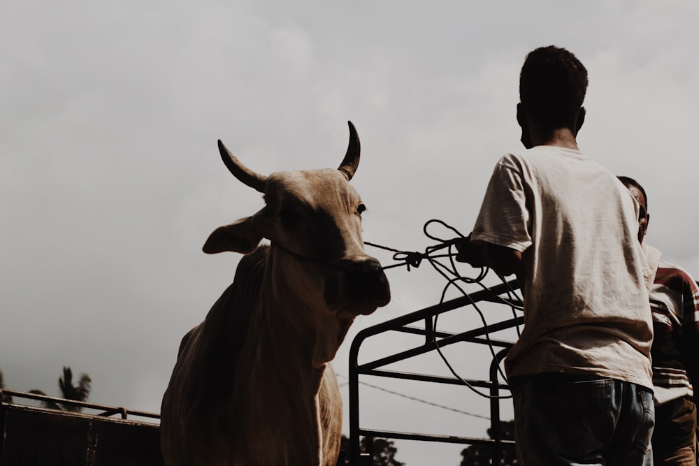 man in white shirt standing beside brown cow during daytime