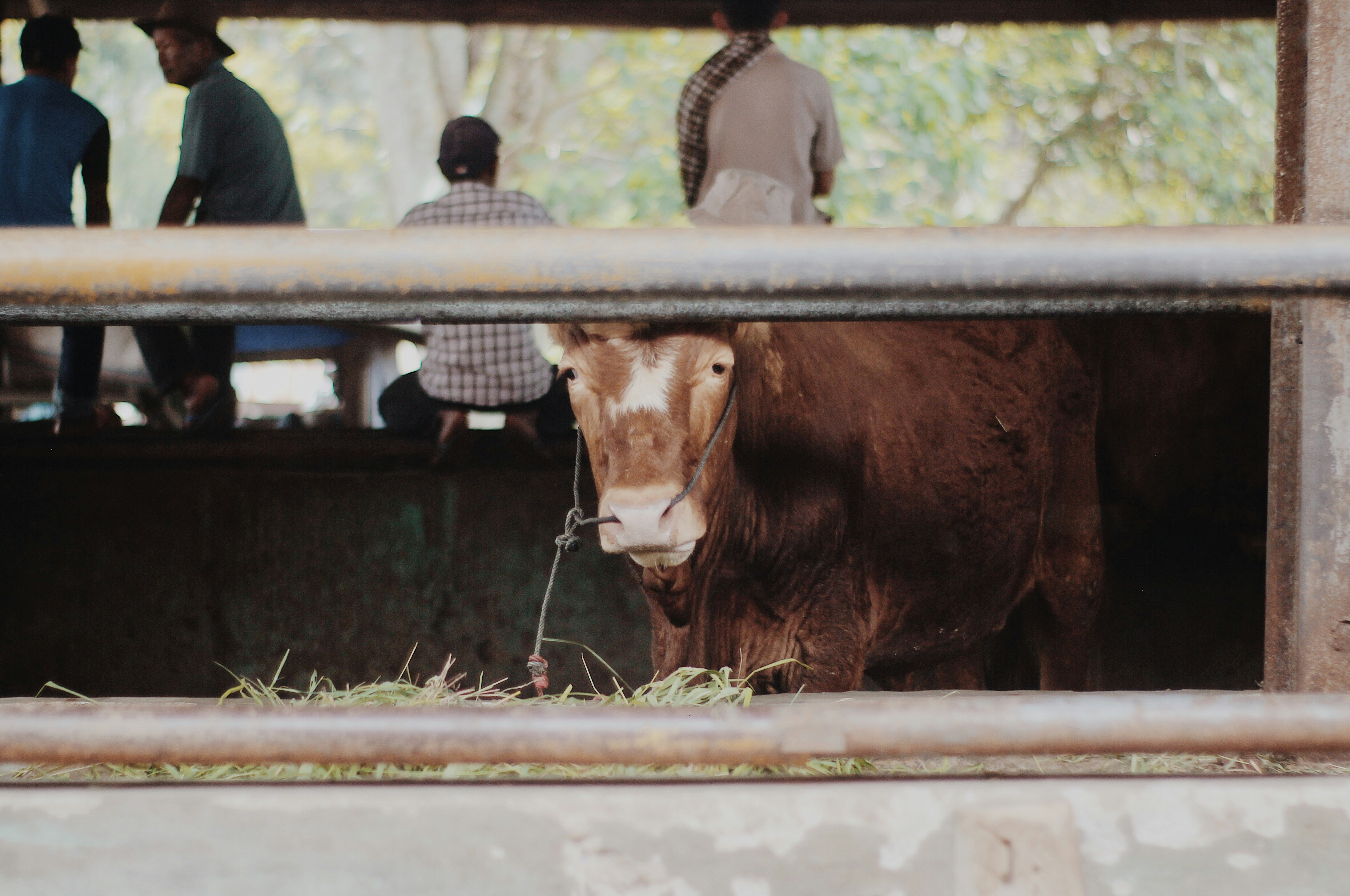 man in black jacket standing beside brown cow during daytime
