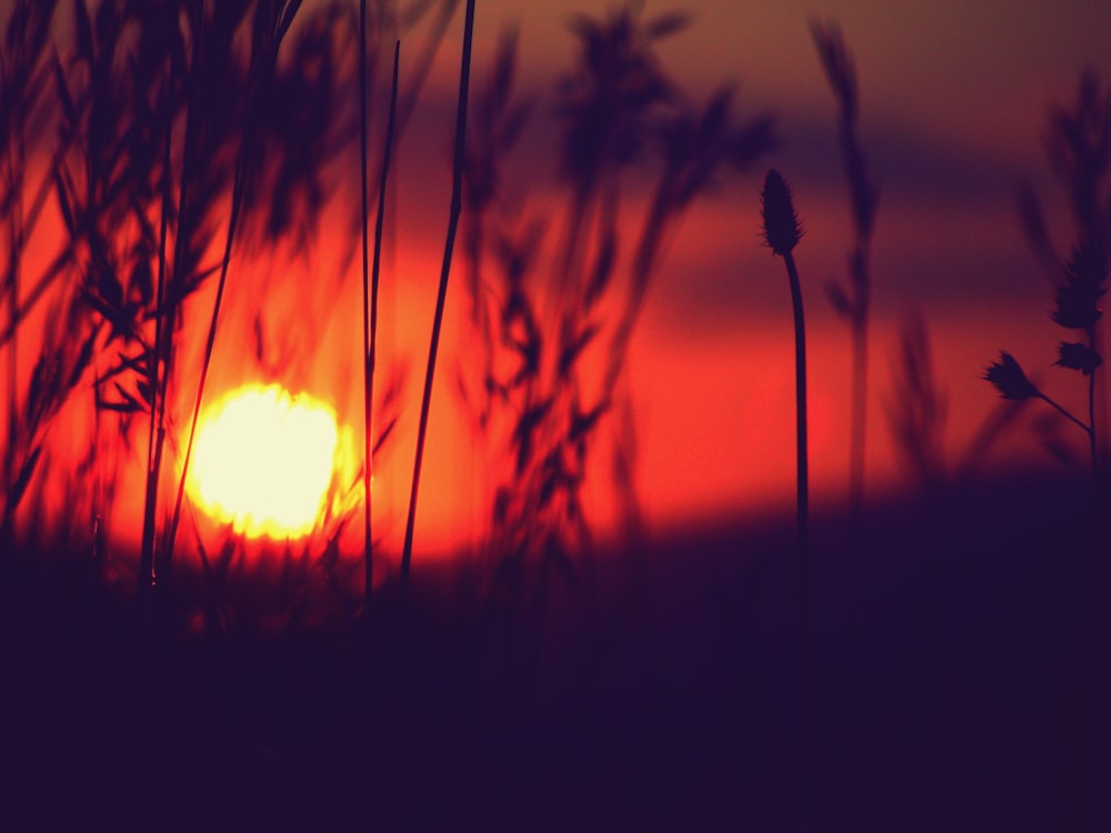 silhouette of plants during sunset