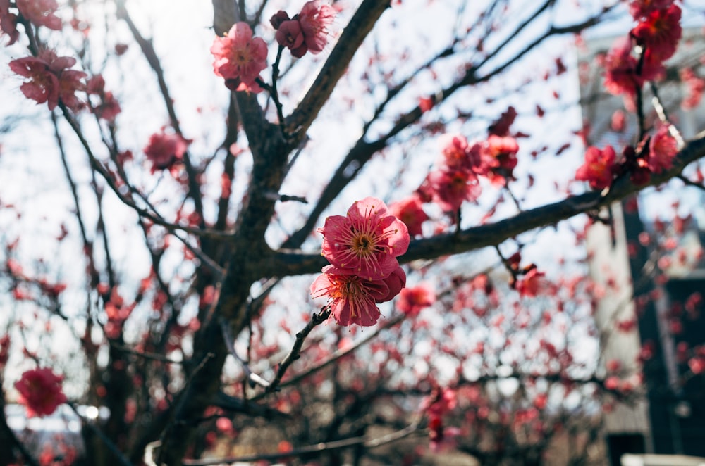 pink cherry blossom in bloom during daytime