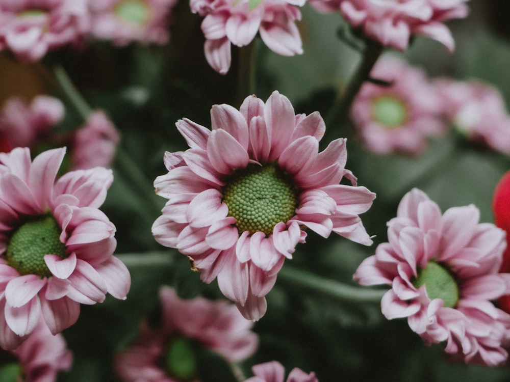 pink flower in tilt shift lens