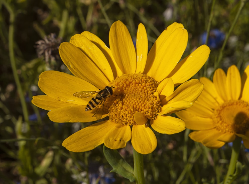 Girasol amarillo en fotografía de primer plano