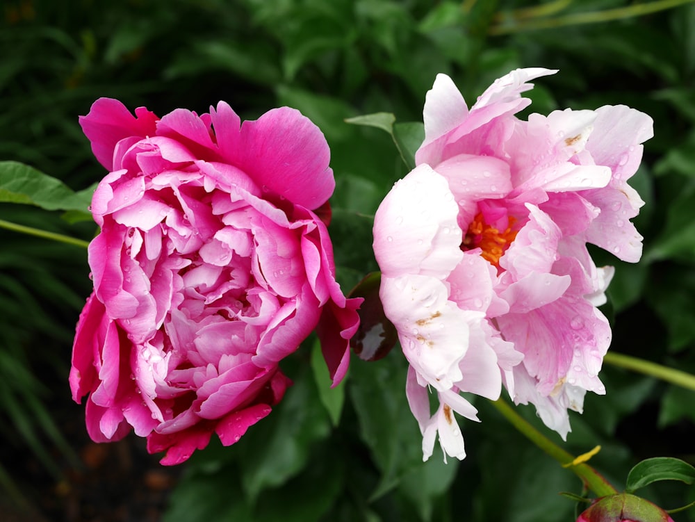 fiori bianchi e rosa con foglie verdi