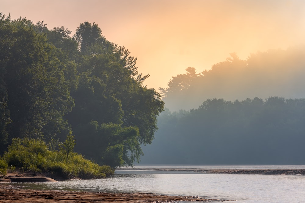 green trees beside body of water during daytime