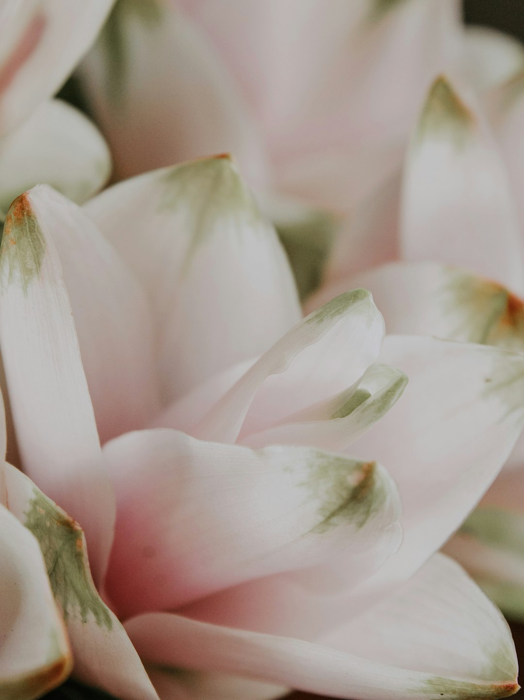 white and pink flower in macro shot