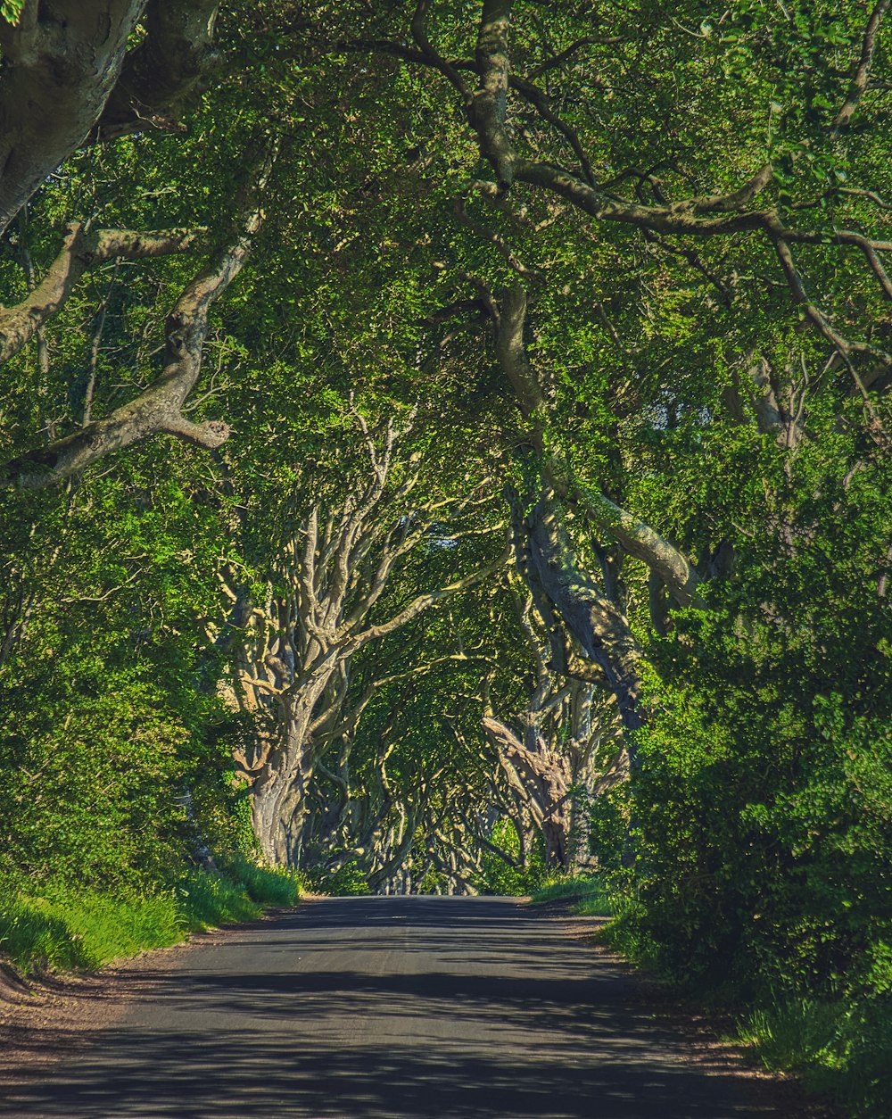 green trees beside gray concrete road during daytime