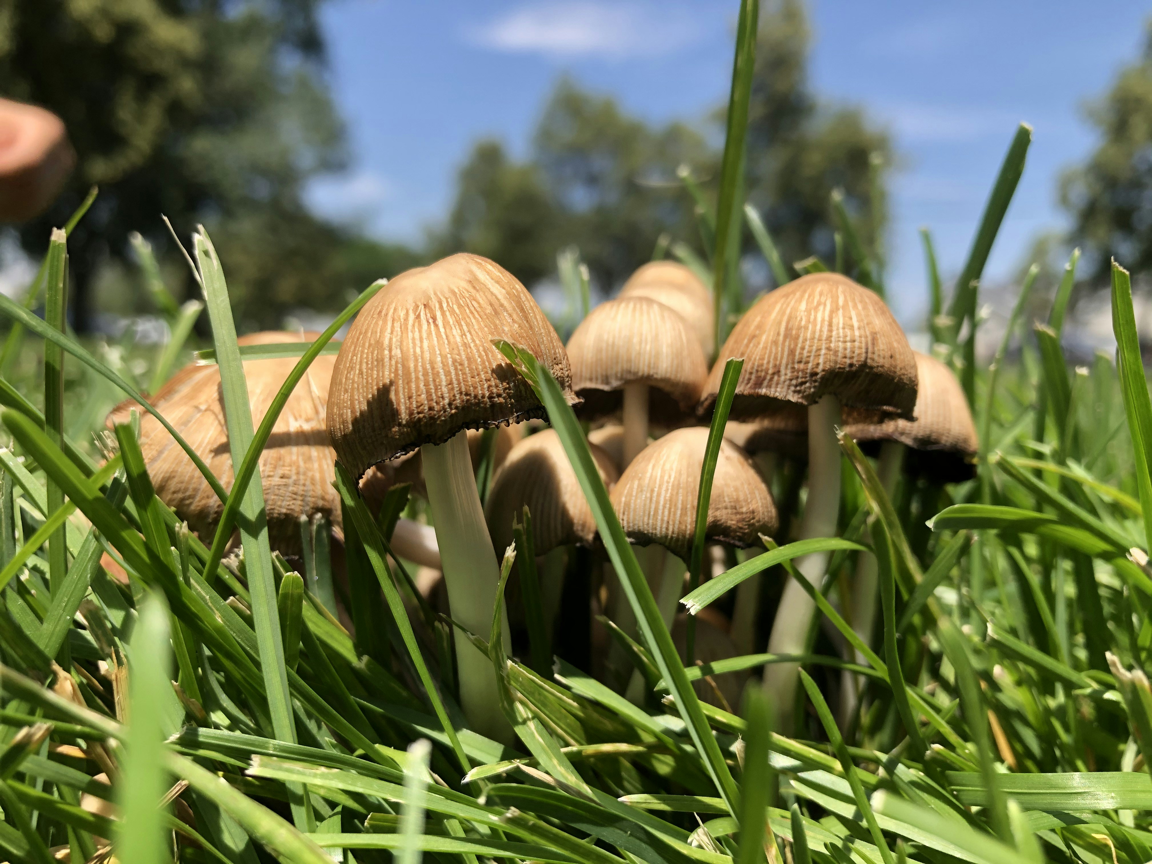 Are Lawn Mushrooms Poisonous?