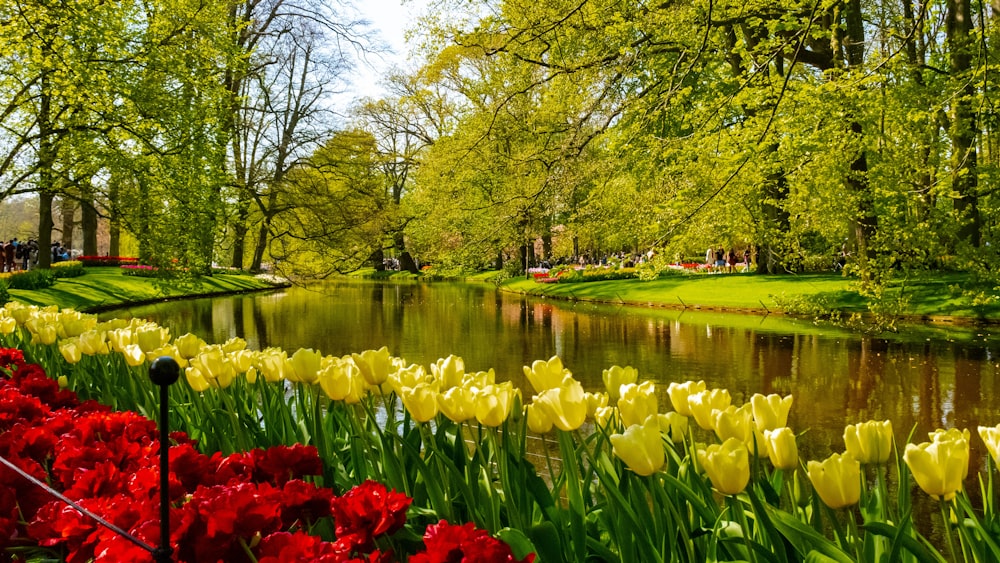 yellow and red tulips near river during daytime