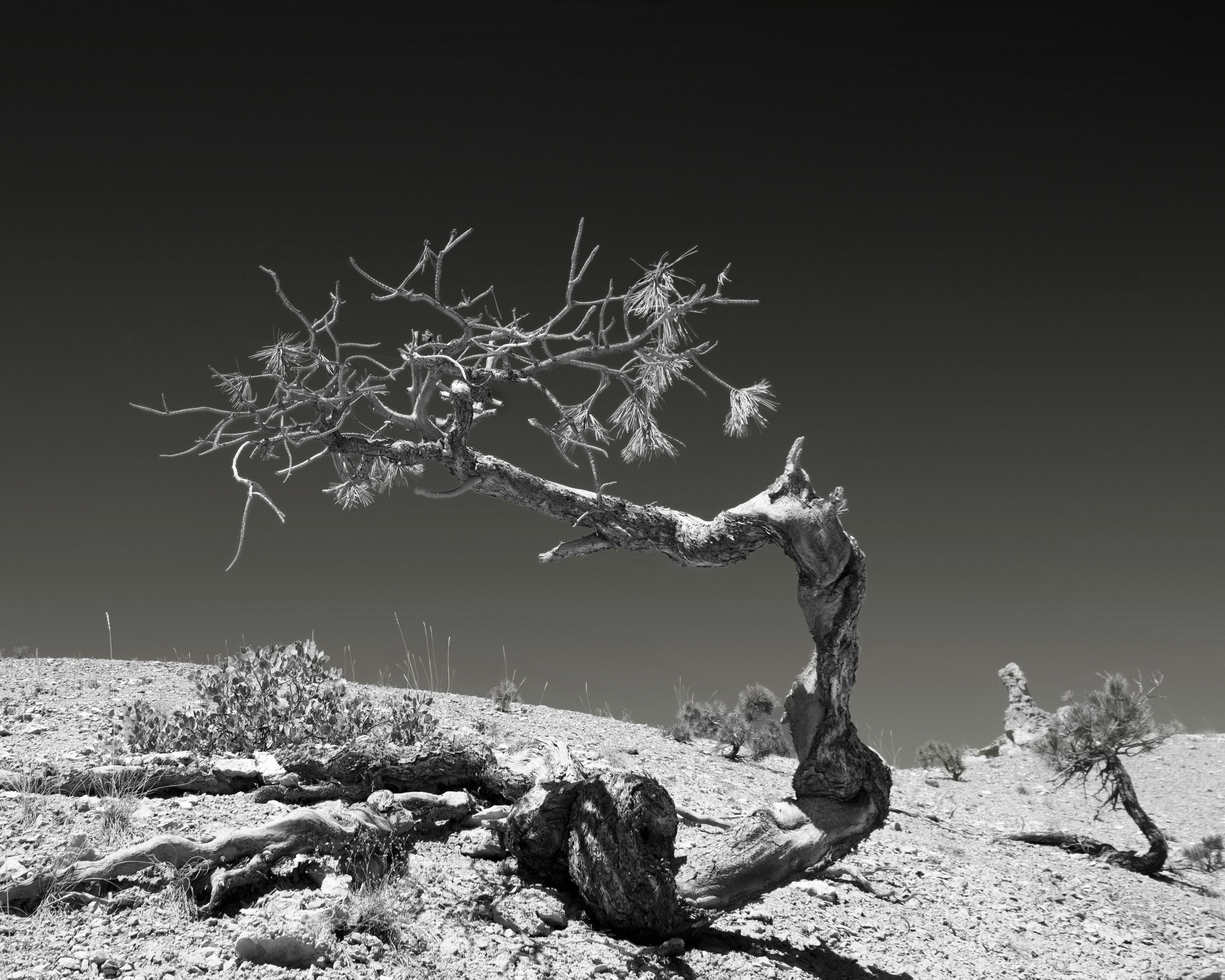 bare tree on gray rocky ground during daytime