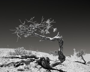 A lone tree standing strong amidst a harsh winter landscape, embodying resilience.