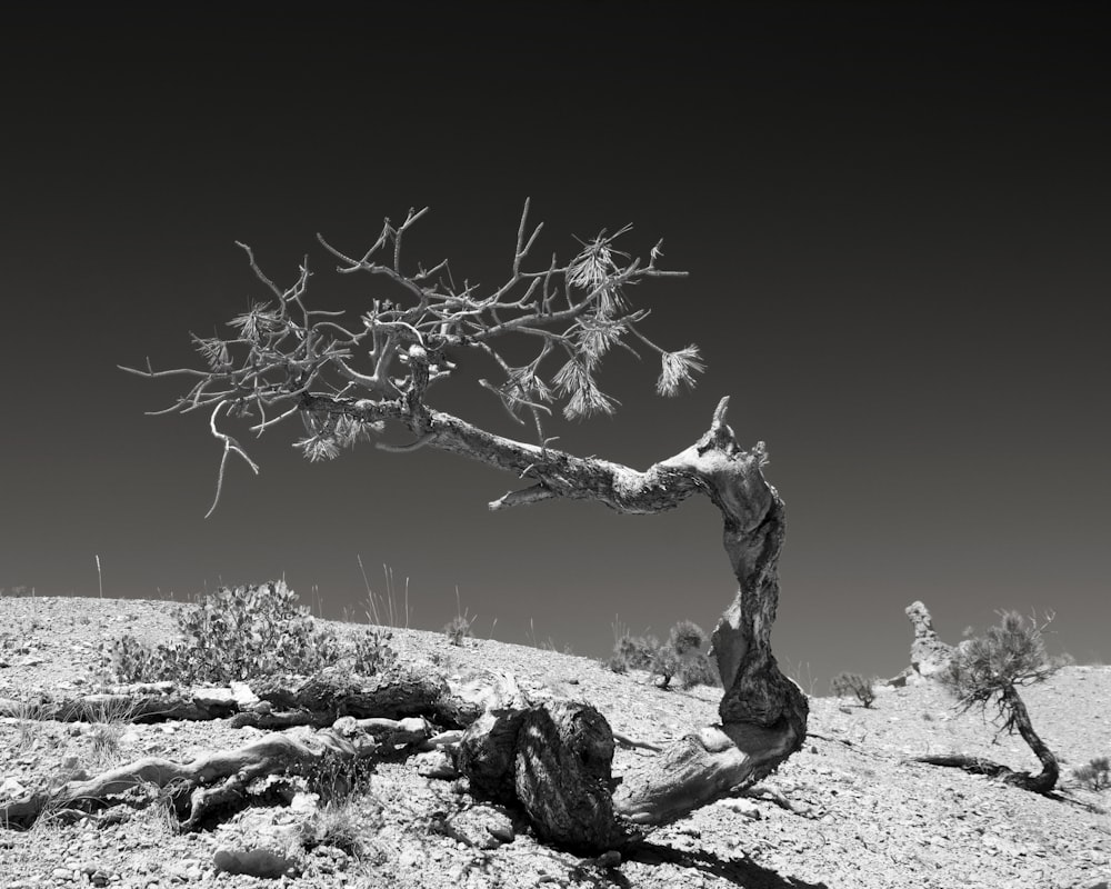 bare tree on gray rocky ground during daytime