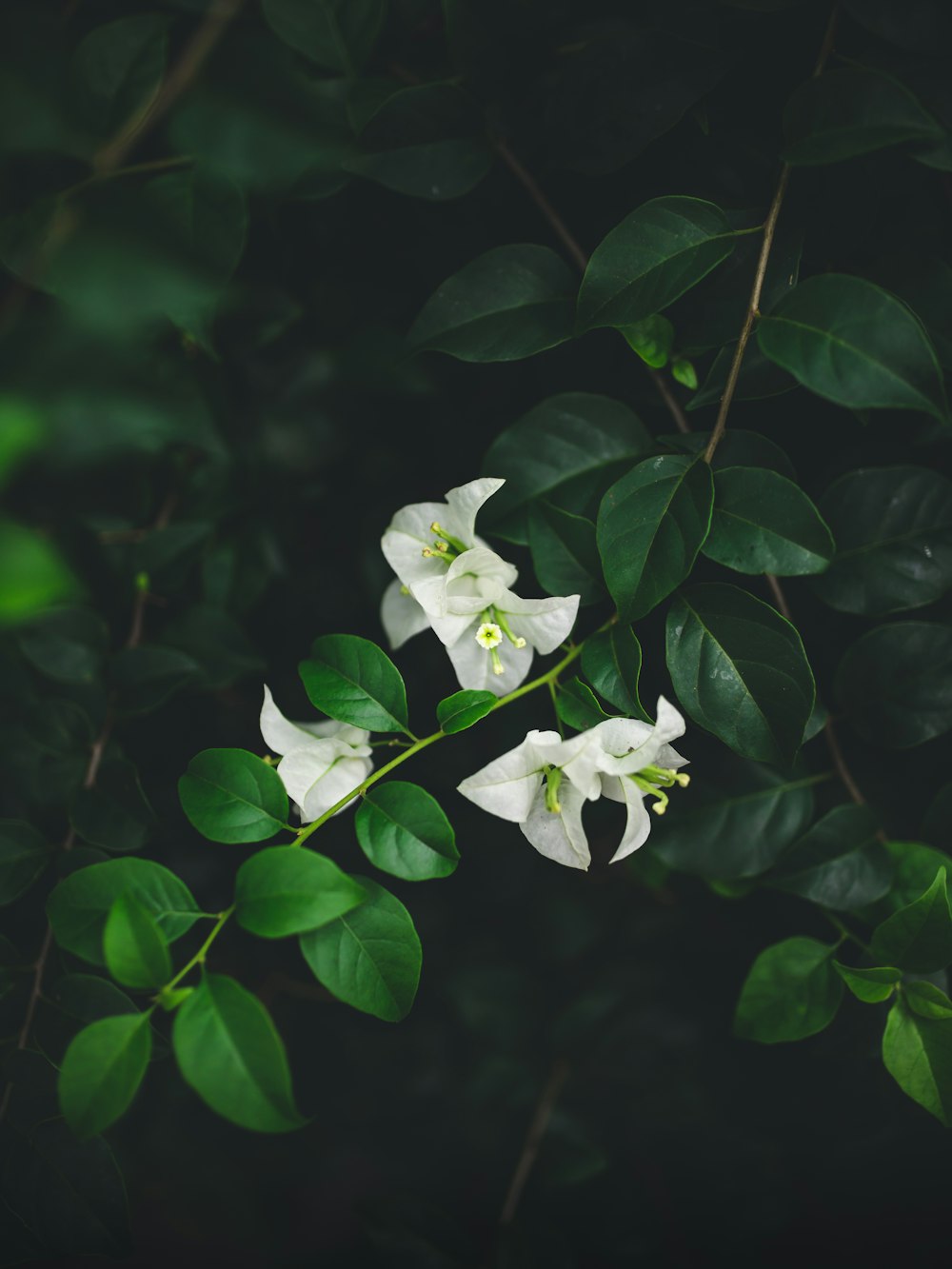 white flower with green leaves