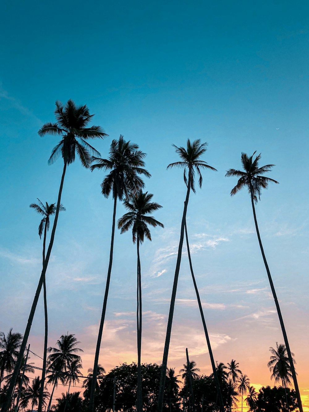 Cocoteros bajo el cielo azul durante el día