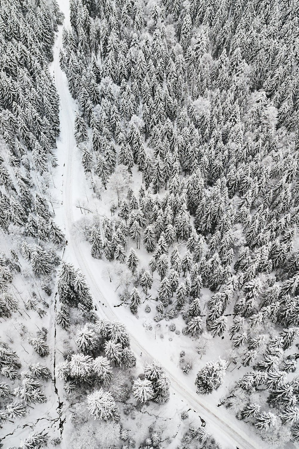 aerial view of snow covered trees