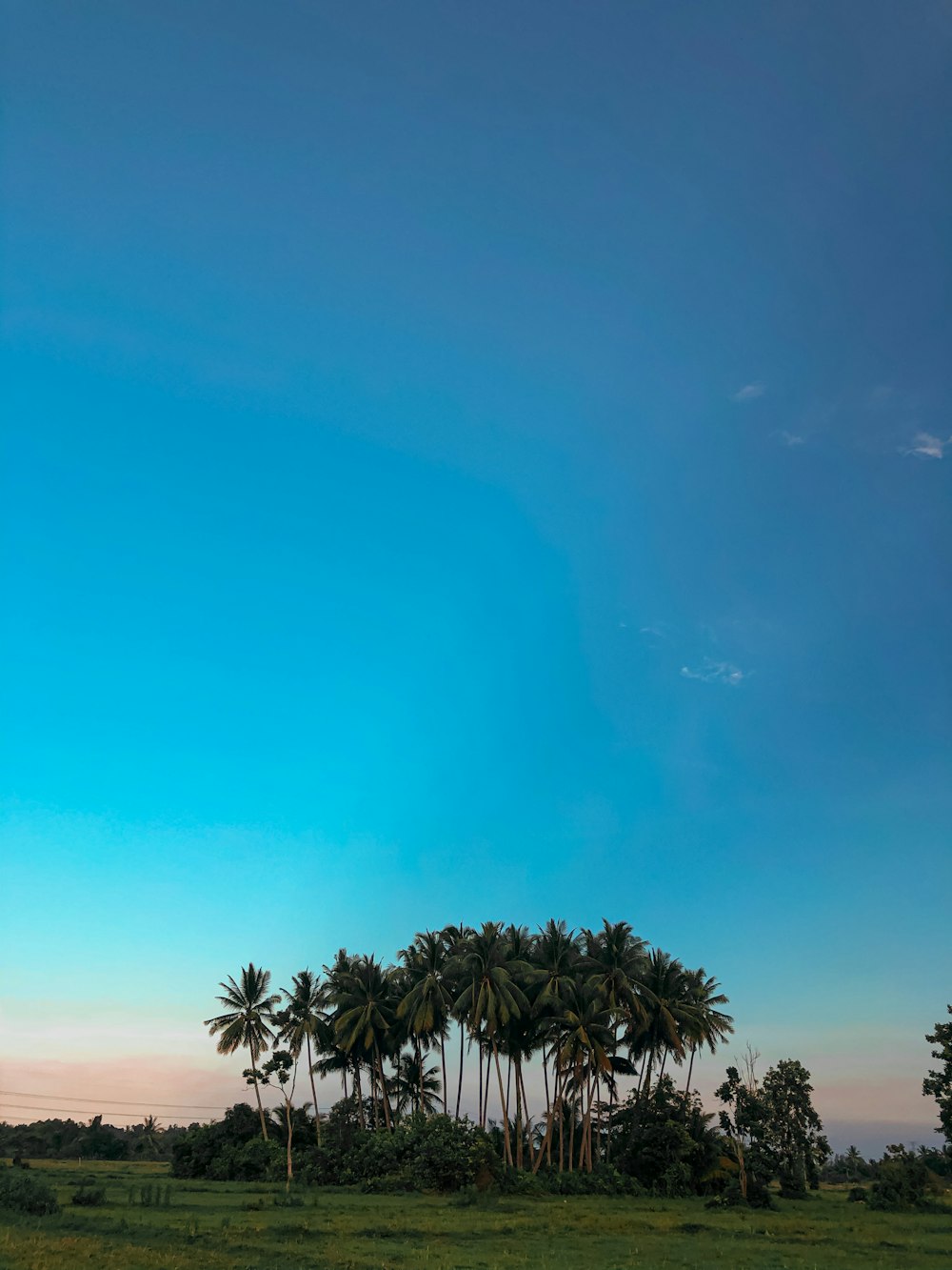 Palmera verde bajo el cielo azul durante el día