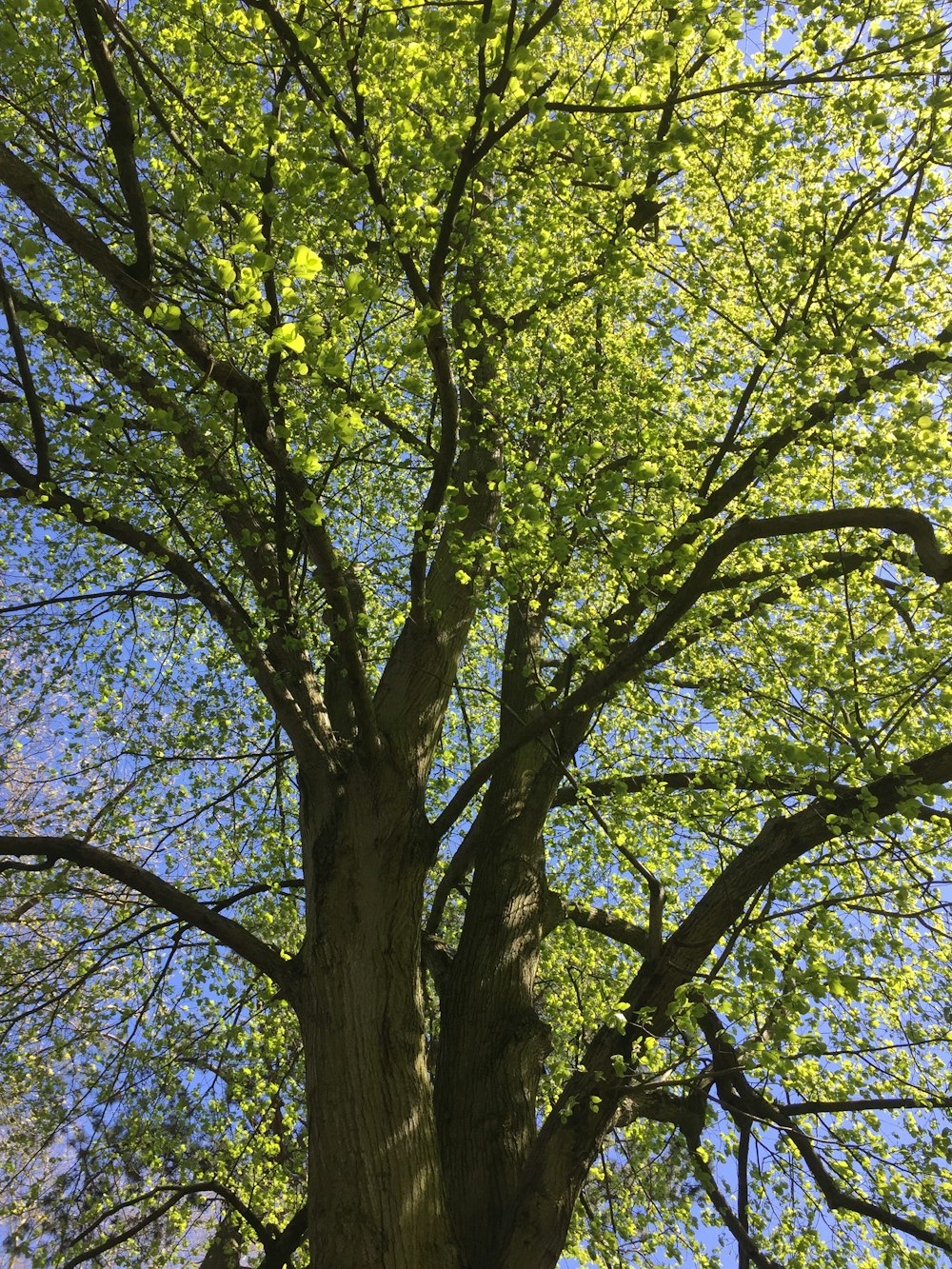 Árbol verde bajo el cielo azul durante el día