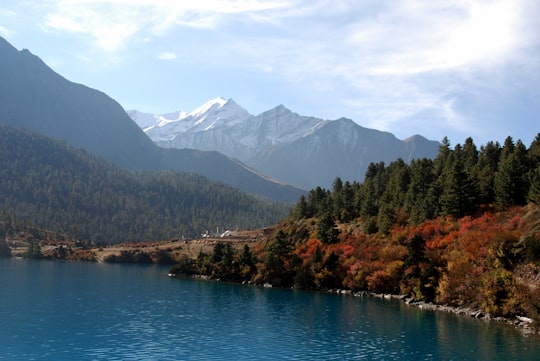 green and brown trees near body of water during daytime in Phoksundo Lake Nepal