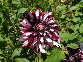 Close-up of deep red dahlia blooms with lush green leaves.