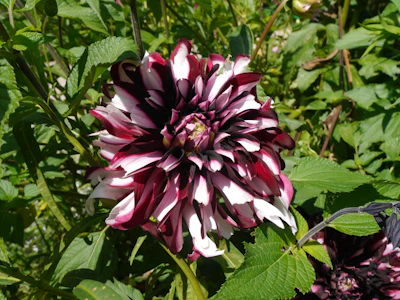 Close-up of deep red dahlia blooms with lush green leaves.