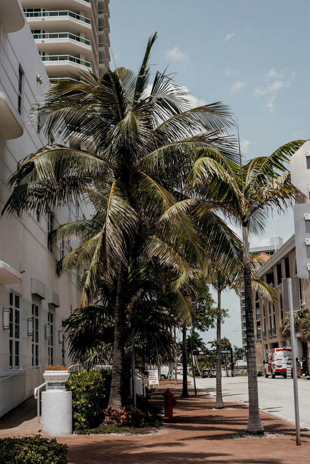 Palmeras cerca de un edificio de hormigón blanco durante el día