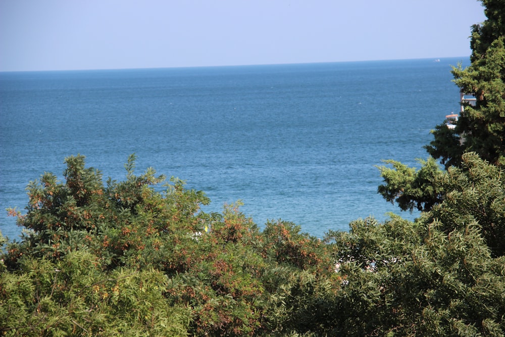 árvores verdes perto do mar azul durante o dia