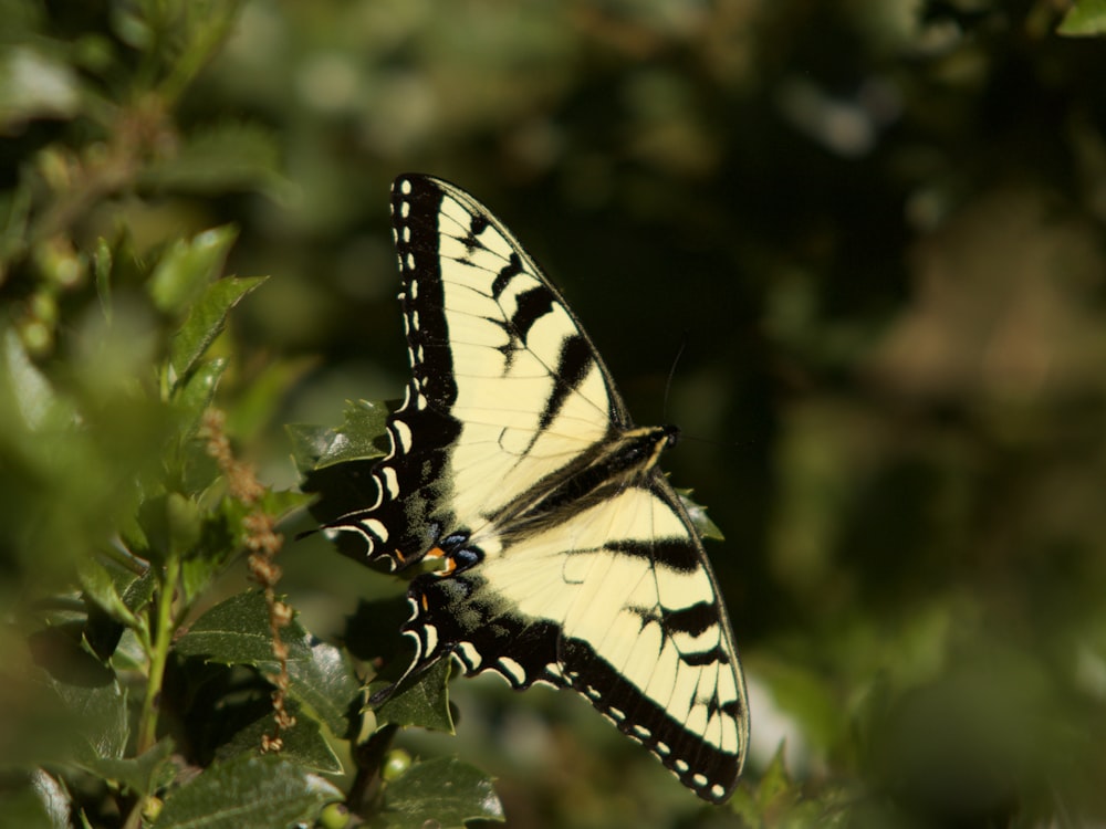tiger swallowtail butterfly perched on green leaf in close up photography during daytime