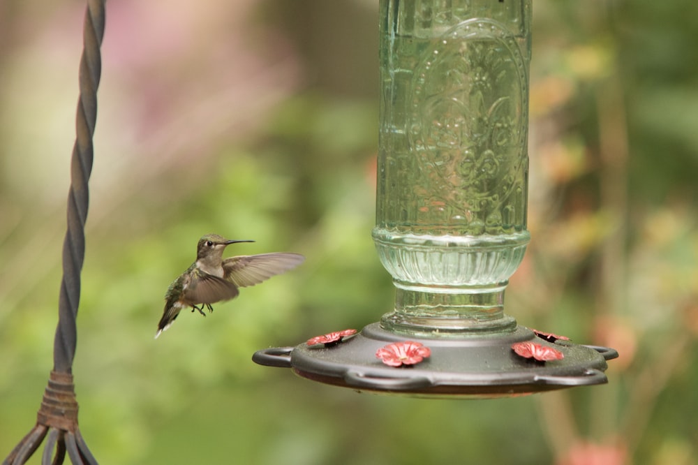 black and red bird on clear glass container