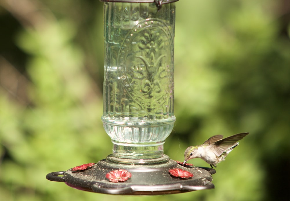 green and red bird feeder