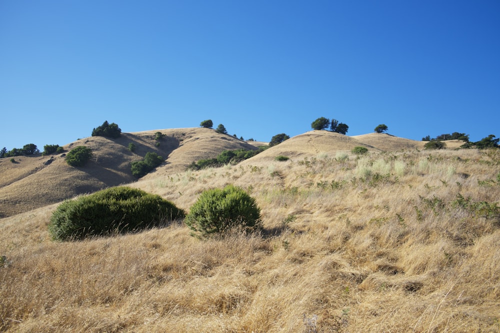 brown grass field under blue sky during daytime