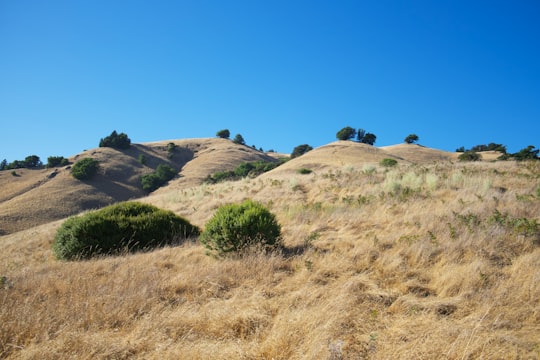 brown grass field under blue sky during daytime in Mount Tamalpais State Park United States