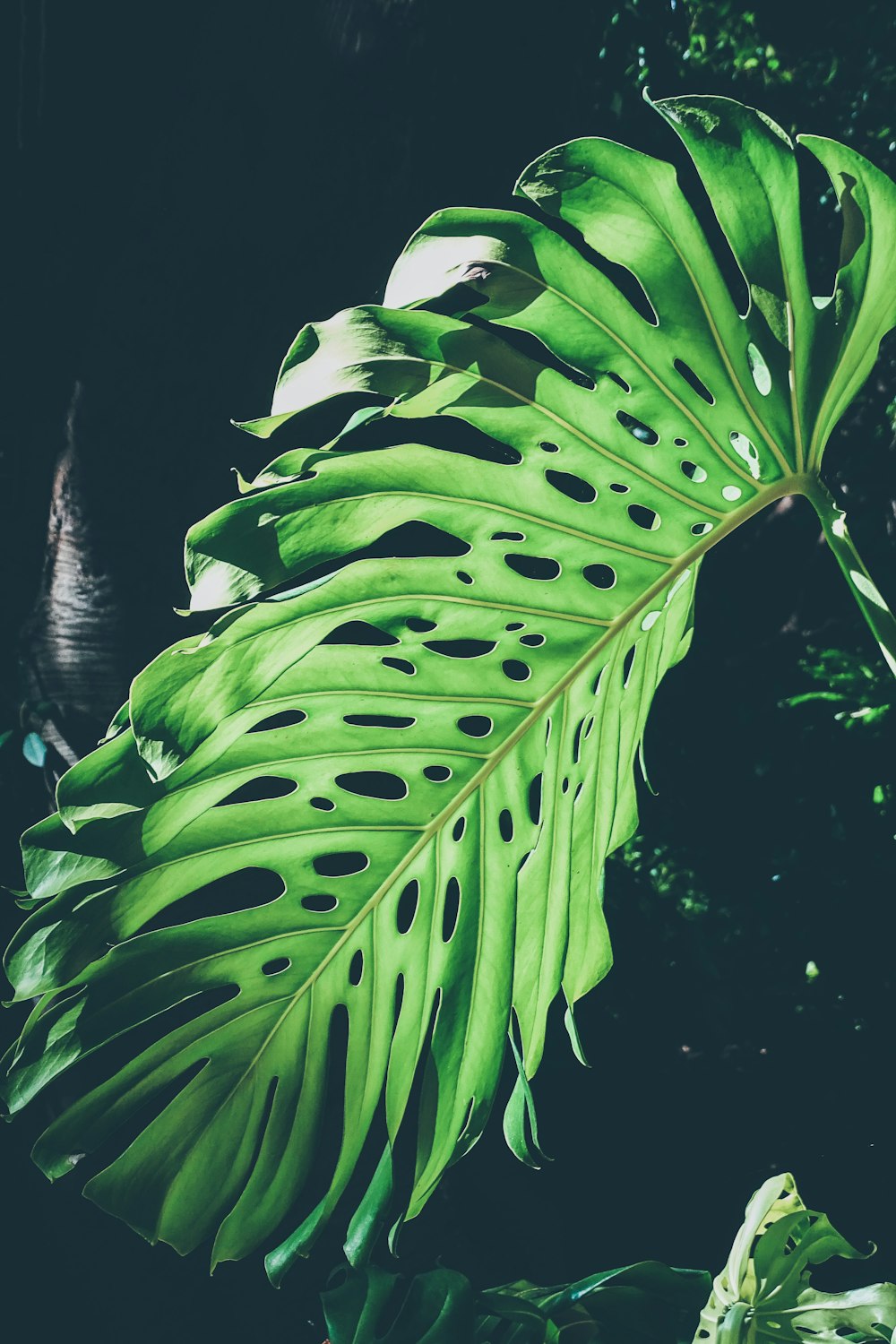 green leaves in close up photography