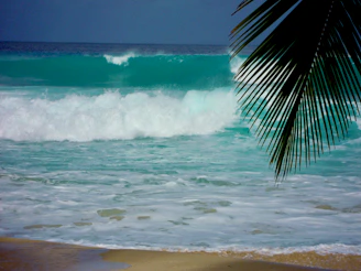 green palm tree near sea waves during daytime