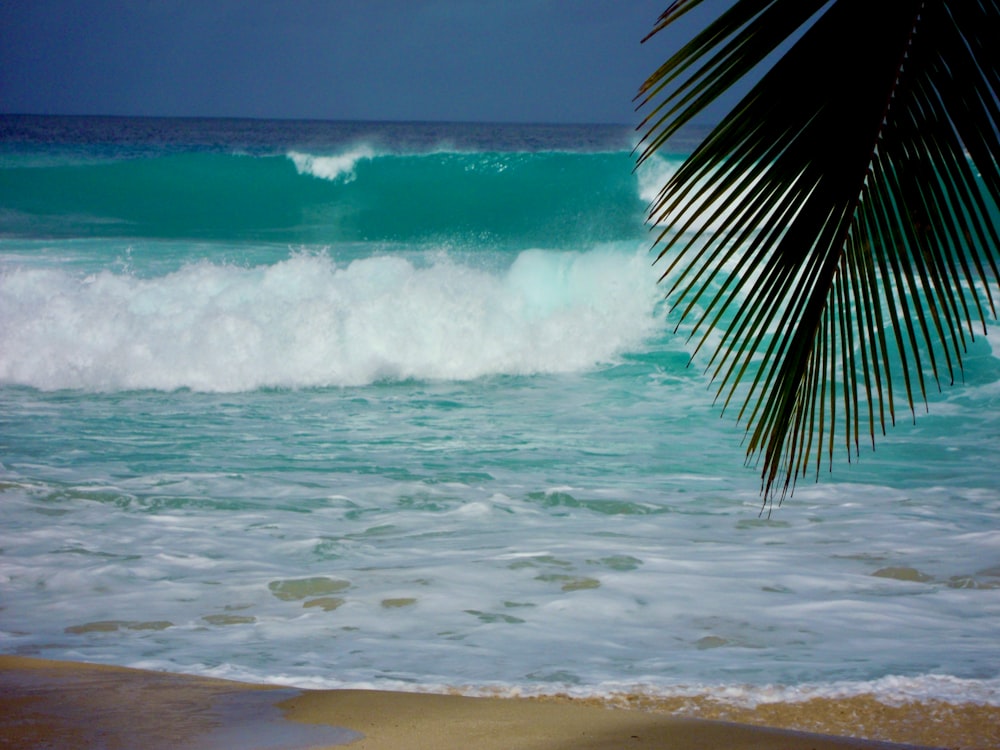 palma verde vicino alle onde del mare durante il giorno