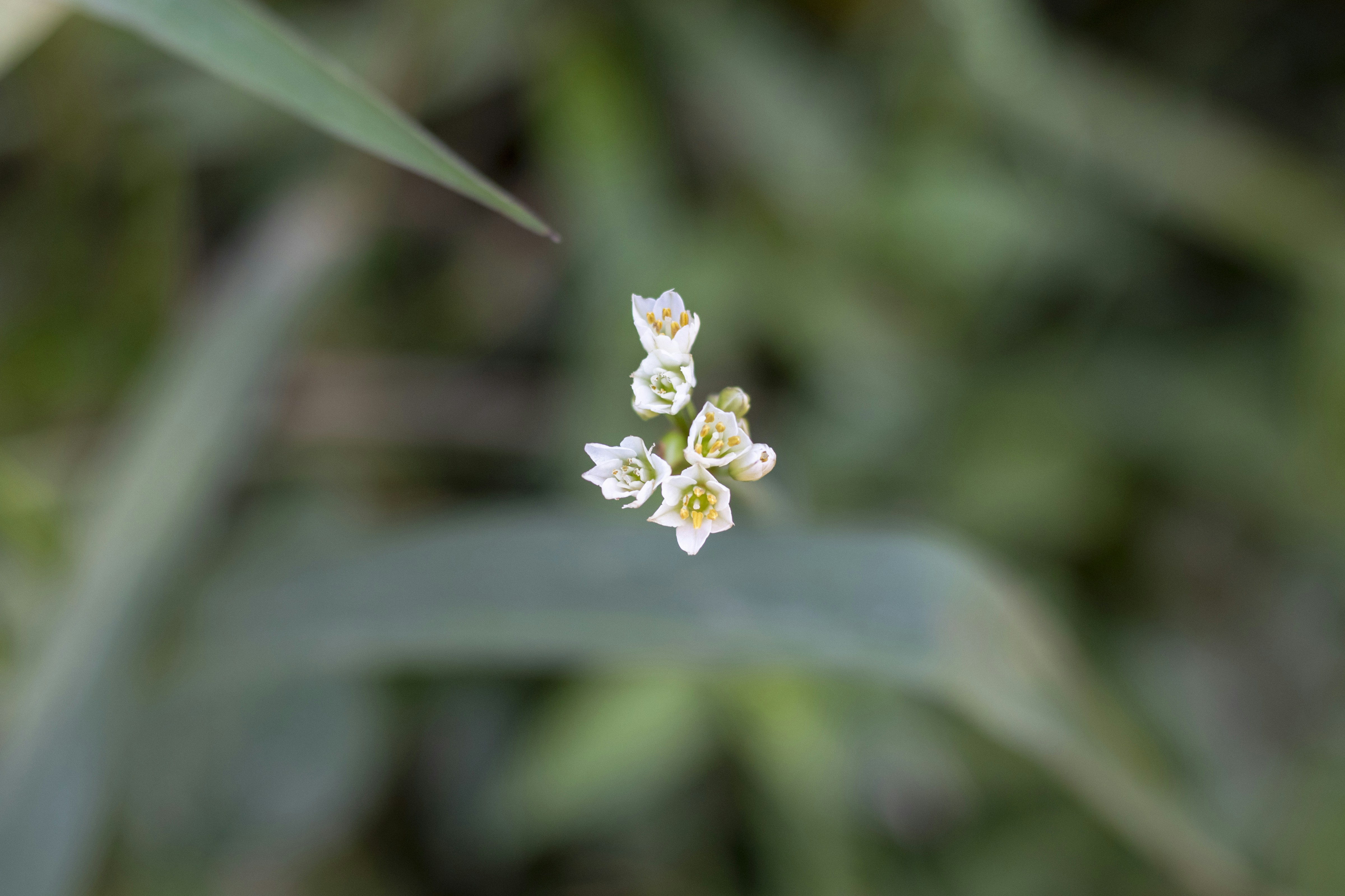 white and yellow flower in tilt shift lens