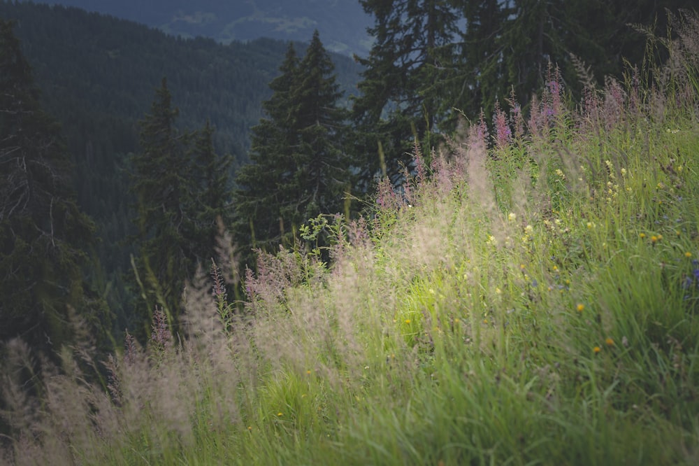 green grass field and green trees during daytime