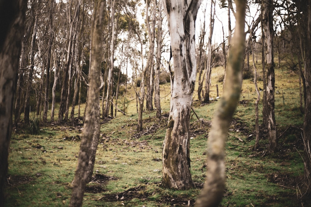 brown trees on green grass field during daytime