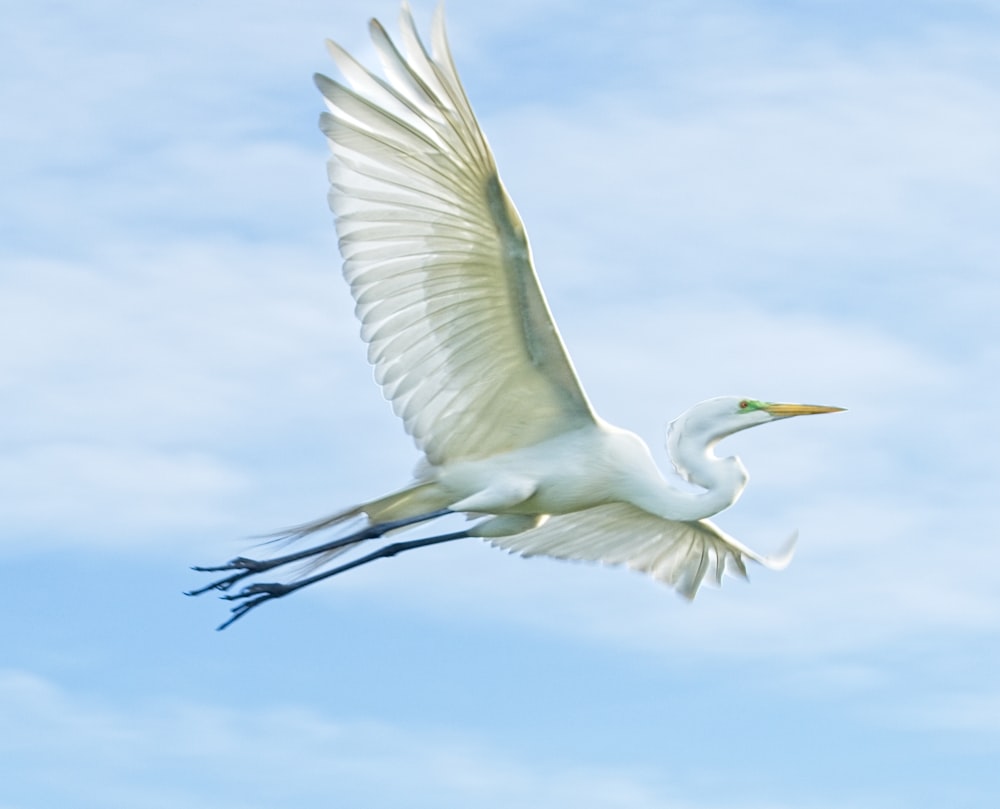 white bird flying under blue sky during daytime