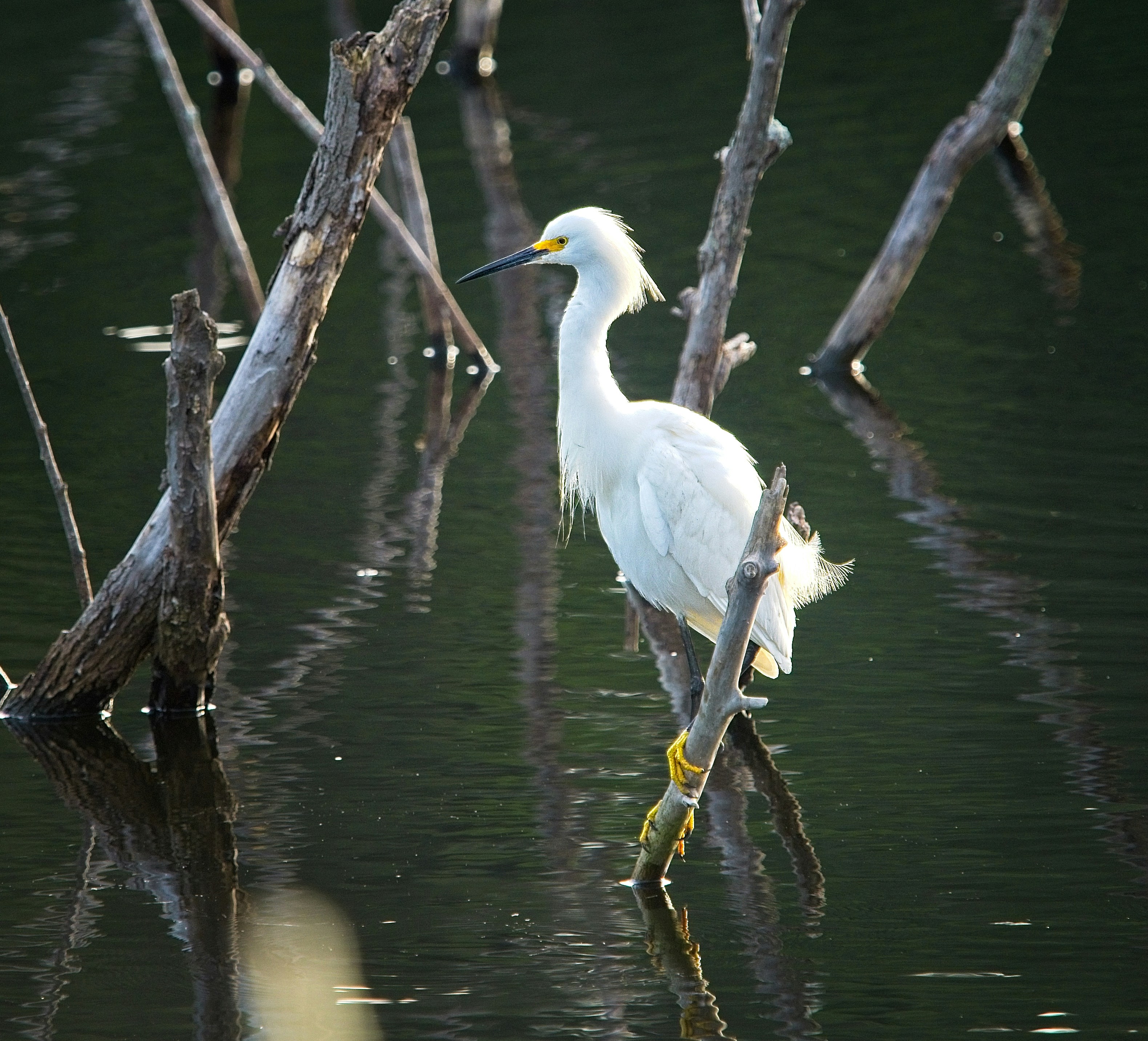 white bird on brown tree branch