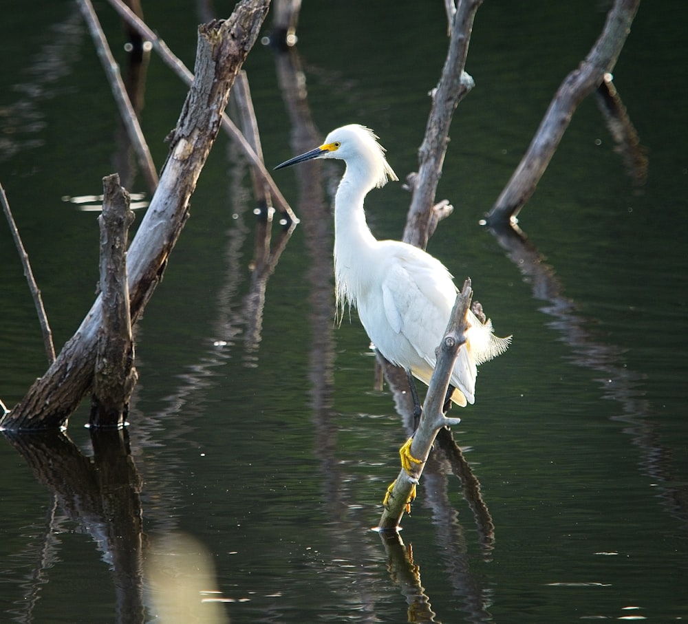 white bird on brown tree branch