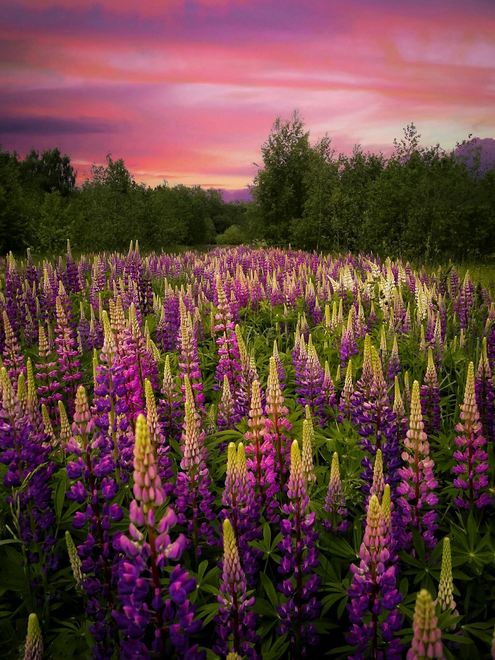 champ de fleurs pourpres au coucher du soleil