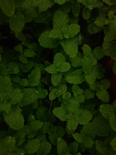 Fresh mint leaves and water droplets symbolizing natural freshness.