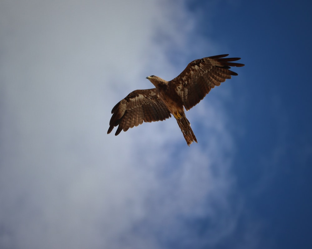 brown and white bird flying under white clouds during daytime