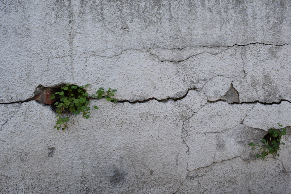 green plant on gray concrete wall