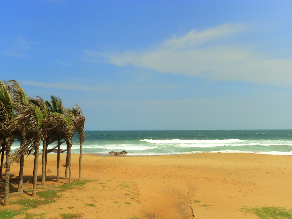 palme verdi sulla spiaggia durante il giorno