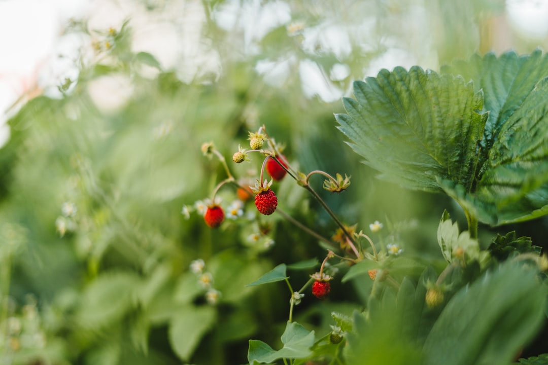 red round fruit on green leaf plant, Garden strawberries in a small farmers garden.