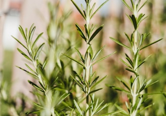 green plant in close up photography