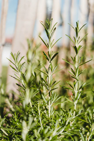 Close-up of rosemary-growing plants symbolizing natural hair growth ingredients.